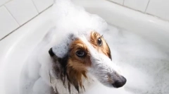 Який шампунь з бліх для собак краще: ветеринарні рекомендації